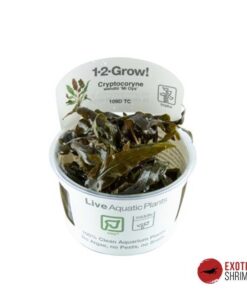 CRYPTOCORYNE WENDTII "MI OYA" IN-VITRO