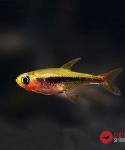TETRA TUCAN - TUCANOICHTHYS TUCANO