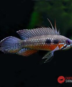APISTOGRAMMA ELIZABETHAE