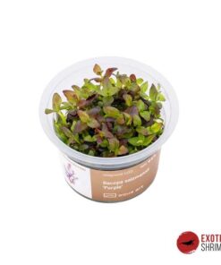 BACOPA SALZMANNII "PURPLE" IN-VITRO