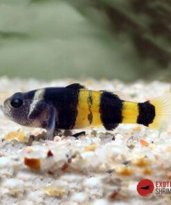 Gobio Avispa - Brachygobius Xanthozonus