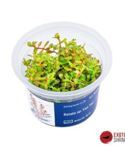 ROTALA SP. 'PEARL' IN-VITRO