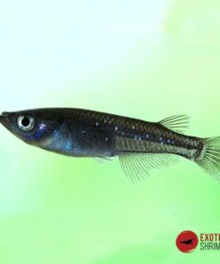 MEDAKA BLACK- ORYZIAS LATIPES BLACK