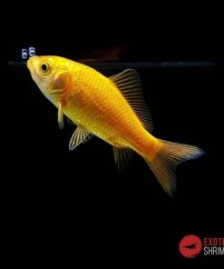 COMETA AMARILLO 4-5CM