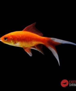 COMETA ROJO 4-5CM