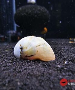 CARACOL CASCO MILITAR DORADO (NERITINA PULLIGERA)