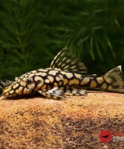 L519 ANCISTRUS SP.