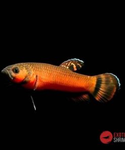 BETTA MACROSTOMA (PAREJA)