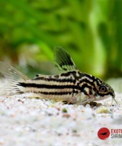 CORYDORAS NANNUS