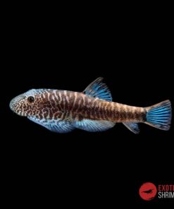 GASTROMYZON ZEBRINUS "COLA AZUL"