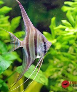 ESCALAR ALTUM ORINOCO (Pterophyllum altum)
