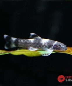 GARRA PANDA (GARRA FLAVATRA)
