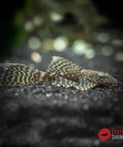 ANCISTRUS SP. VELO