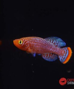 Nothobranchius Rachovii - Pareja