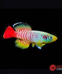 Nothobranchius Guentheri Red- Pareja