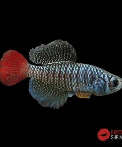 Nothobranchius Patrizii - Pareja