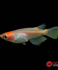 MEDAKA KOI- ORYZIAS LATIPES KOI