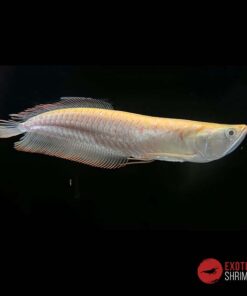 AROWANA PLATEADA ALBINA 20-25CM