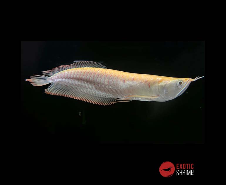 AROWANA ALBINA