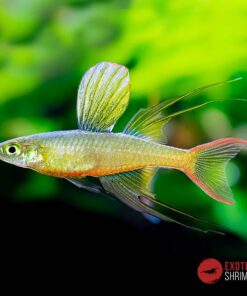 IRIATHERINA WERNERI