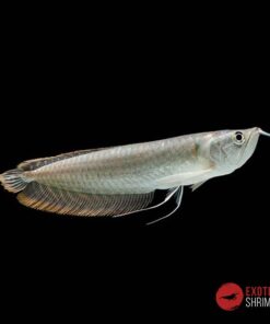 AROWANA PLATEADA 15-18CM