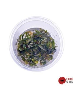 BUCEPHALANDRA CATHERINA IN-VITRO