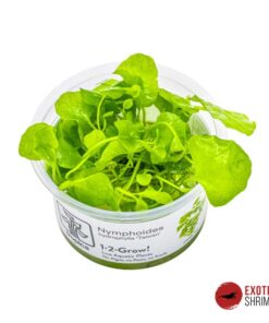 Nymphoides hydrophylla 'Taiwan' IN-VITRO