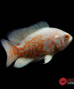 ASTRONOTUS OCELLATUS (OSCAR) ALBINO RED TIGER 6-7cm