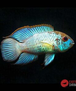 ANDINOACARA PULCHER NEON BLUE 4-5CM