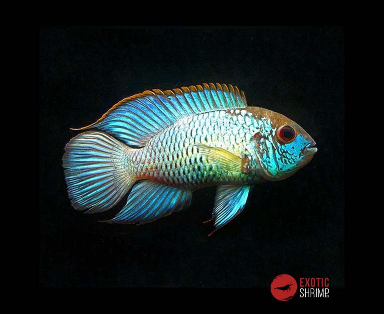 ANDINOACARA PULCHER NEON BLUE