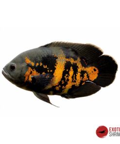 ASTRONOTUS OCELLATUS (OSCAR) 5-6cm