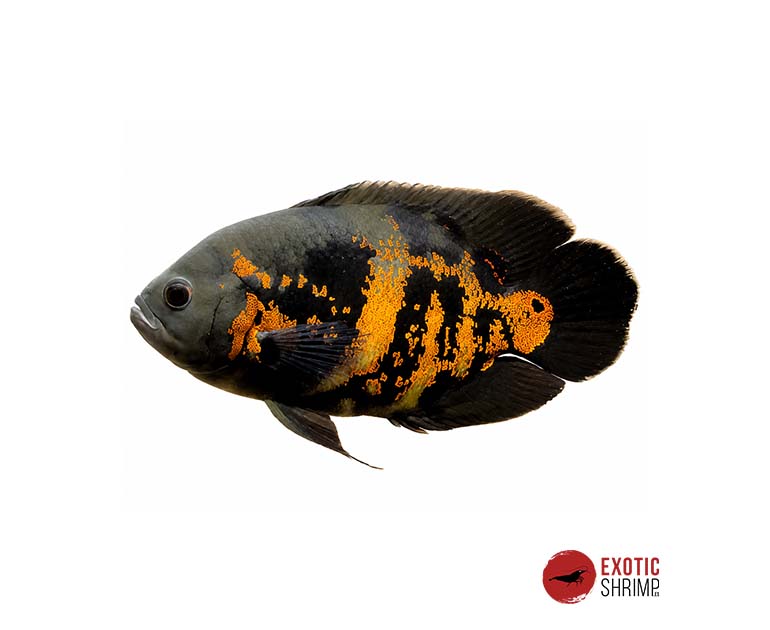 ASTRONOTUS OCELLATUS