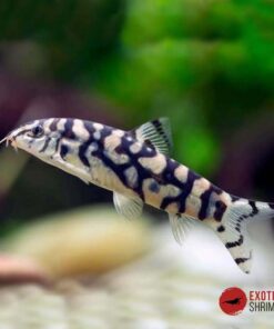 Botia Lohachata