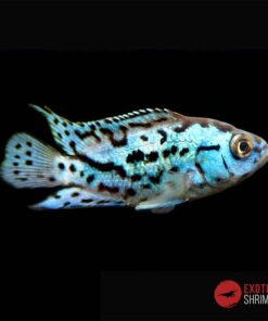 CICHLASOMA BLUE JACK DEMPSEY 3-4cm