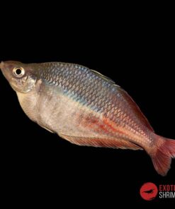 Chilatherina Bleheri