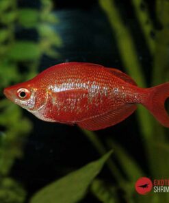 Glossolepis Incisus