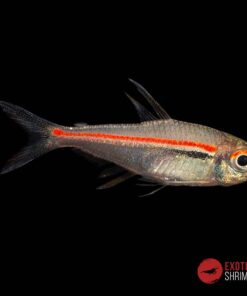 TETRA LINEA ROJA - Hyphessobrycon Amapaensis