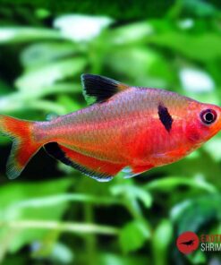 TETRA SERPAE - Hyphessobrycon Callistus