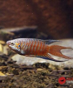 Macropodus Opercularis Red