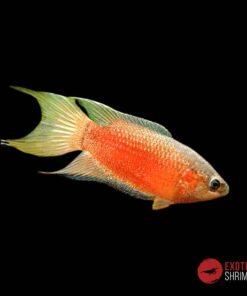 Macropodus Opercularis Red Color