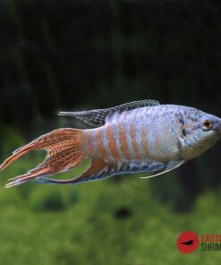 Macropodus Opercularis Blue