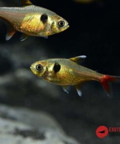 TETRA ROSADO - Megalamphodus Roseus