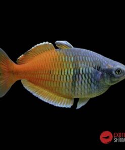 Melanotaenia Boesemani