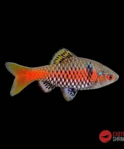 BARBO ODESSA - PUNTIUS ODESSA