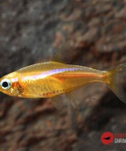 TETRA NEON AMARILLO - Paracheirodon Innesi Yellow