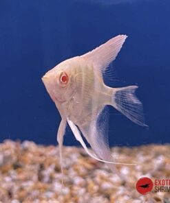 ESCALAR ALBINO DIAMOND