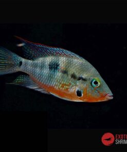 THORICHTHYS MEEKI (BOCA DE FUEGO) 4-5cm