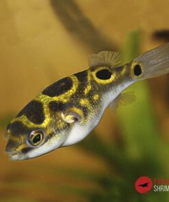 Tetraodon Biocellatus