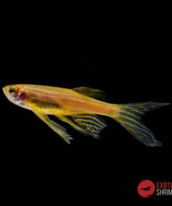 CEBRITA DORADO VELO - Brachydanio Rerio