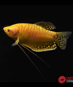 GOURAMI ORO - Trichogaster Trichopterus Gold